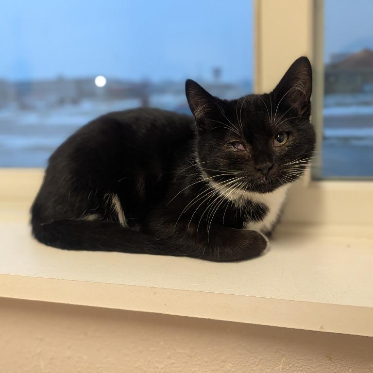 Enlarge Stuffing, a Adoptable Domestic Short Hair in Prairie du Chien, WI image 1/1