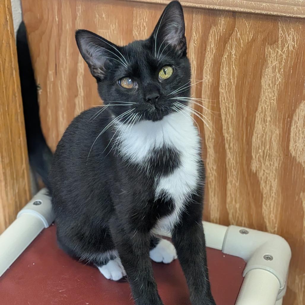 Stuffing, Adoptable, Kitten Female Domestic Short Hair.