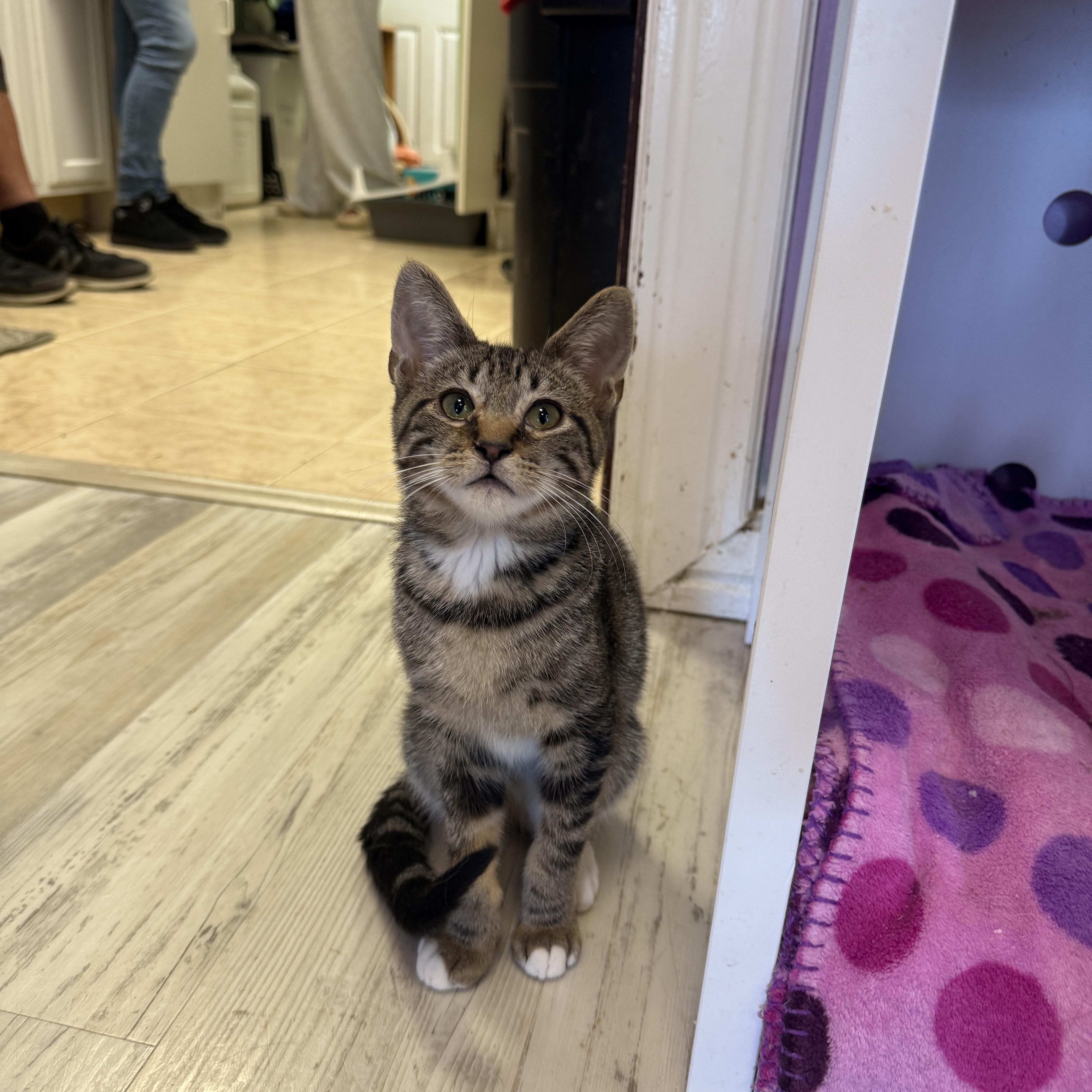 George, Adoptable, Young Male Domestic Short Hair.