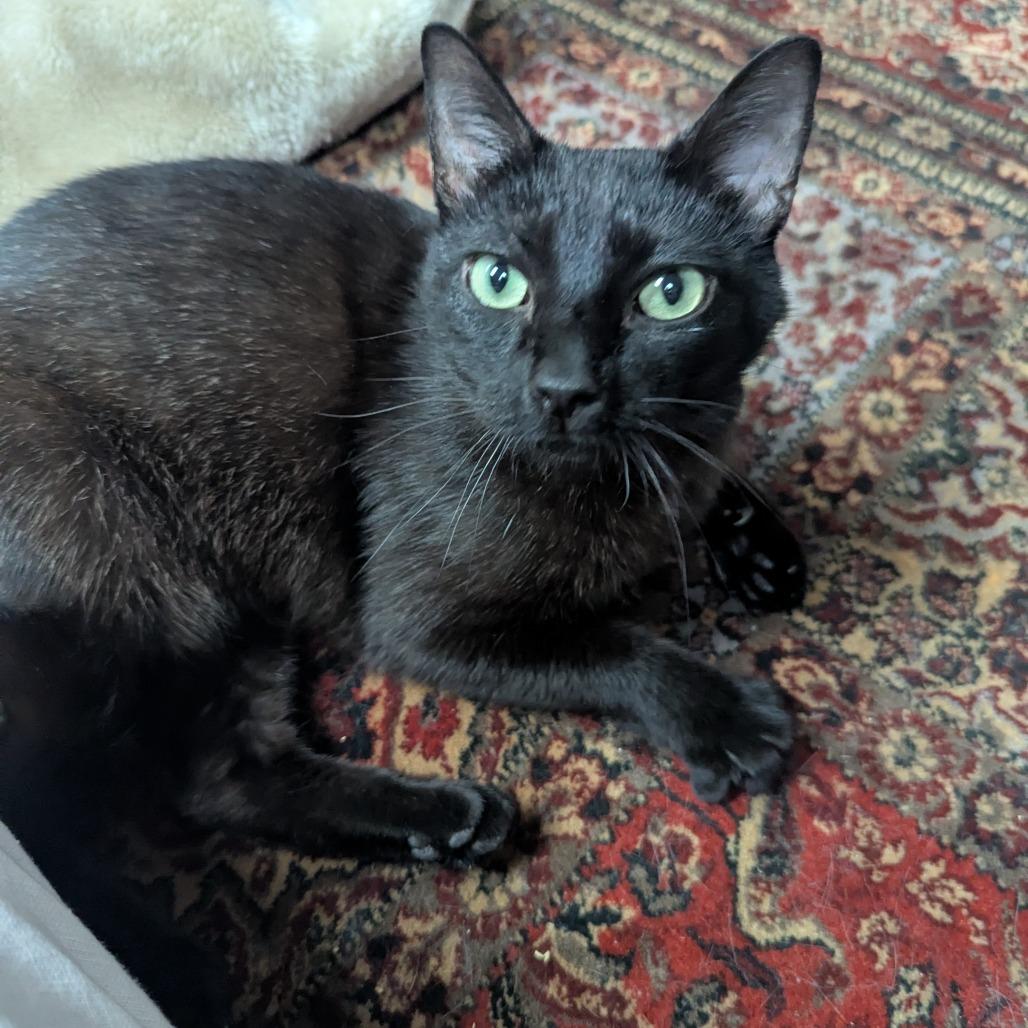 Petrichor, Adoptable, Adult Male Bombay & Domestic Short Hair.