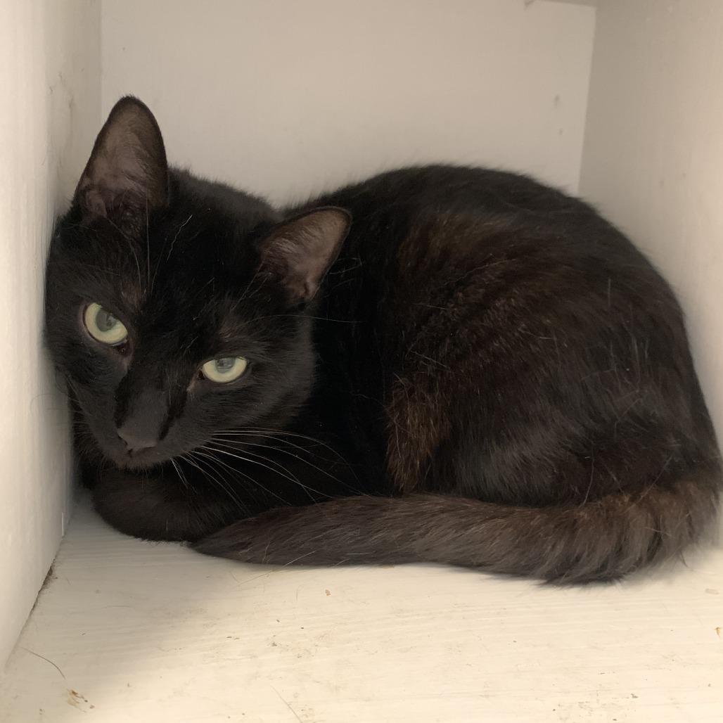 Enlarge Petrichor, a Adoptable mixed breed in Chicago, IL image 2/5
