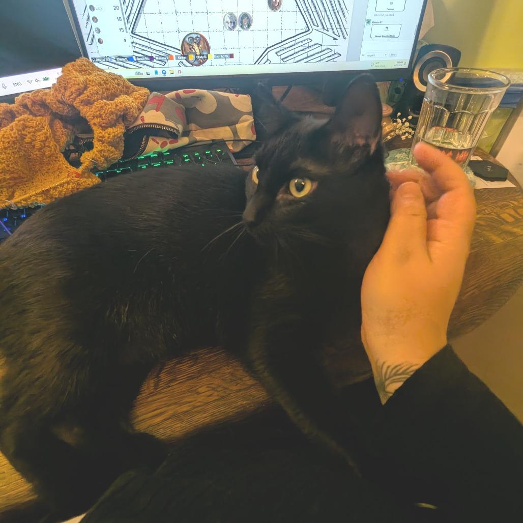 Enlarge Petrichor, a Adoptable mixed breed in Chicago, IL image 3/5