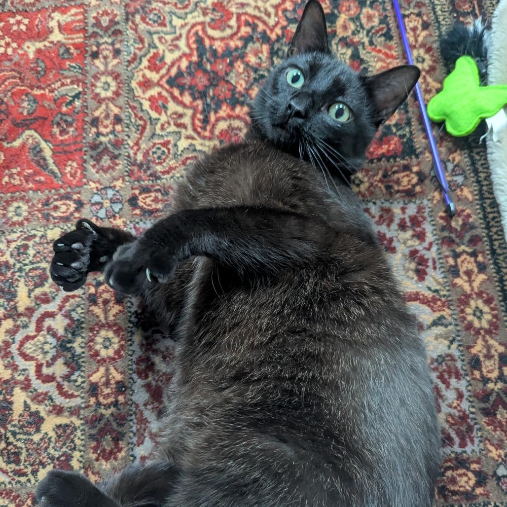 Enlarge Petrichor, a Adoptable mixed breed in Chicago, IL image 5/5