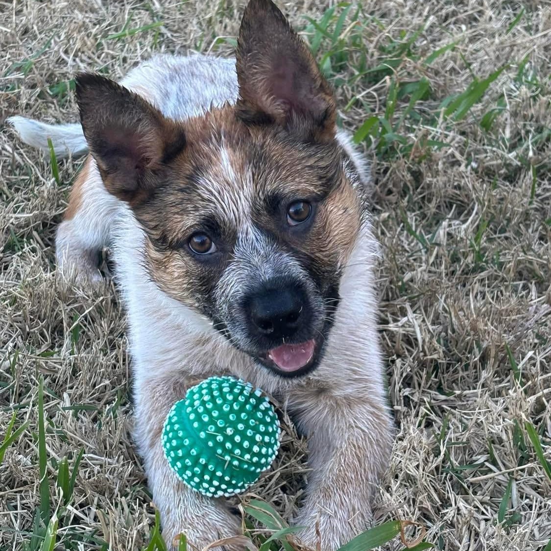 Enlarge Copper, a Adopted Australian Cattle Dog / Blue Heeler in Bryan, TX image 1/4