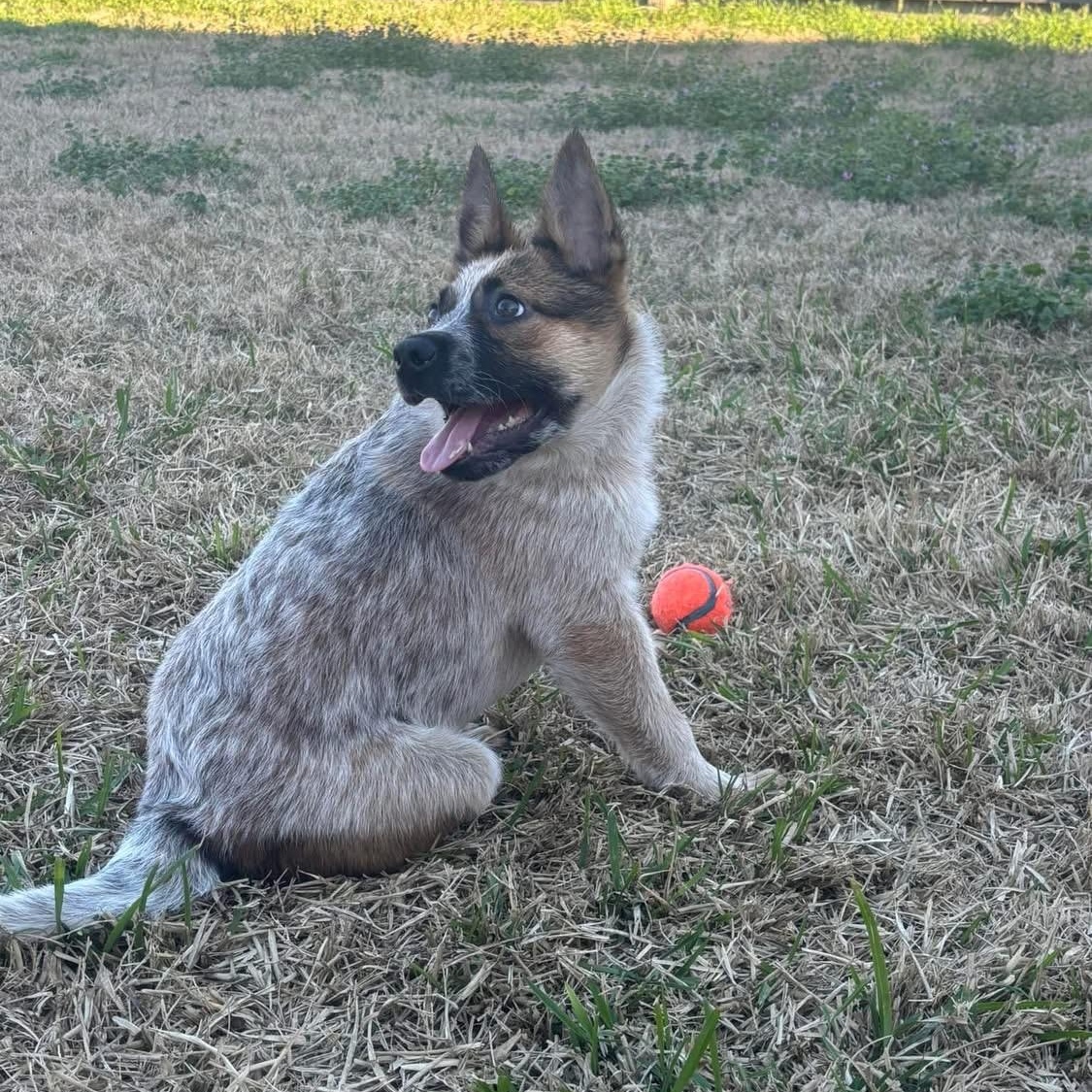 Enlarge Copper, a Adopted Australian Cattle Dog / Blue Heeler in Bryan, TX image 4/4