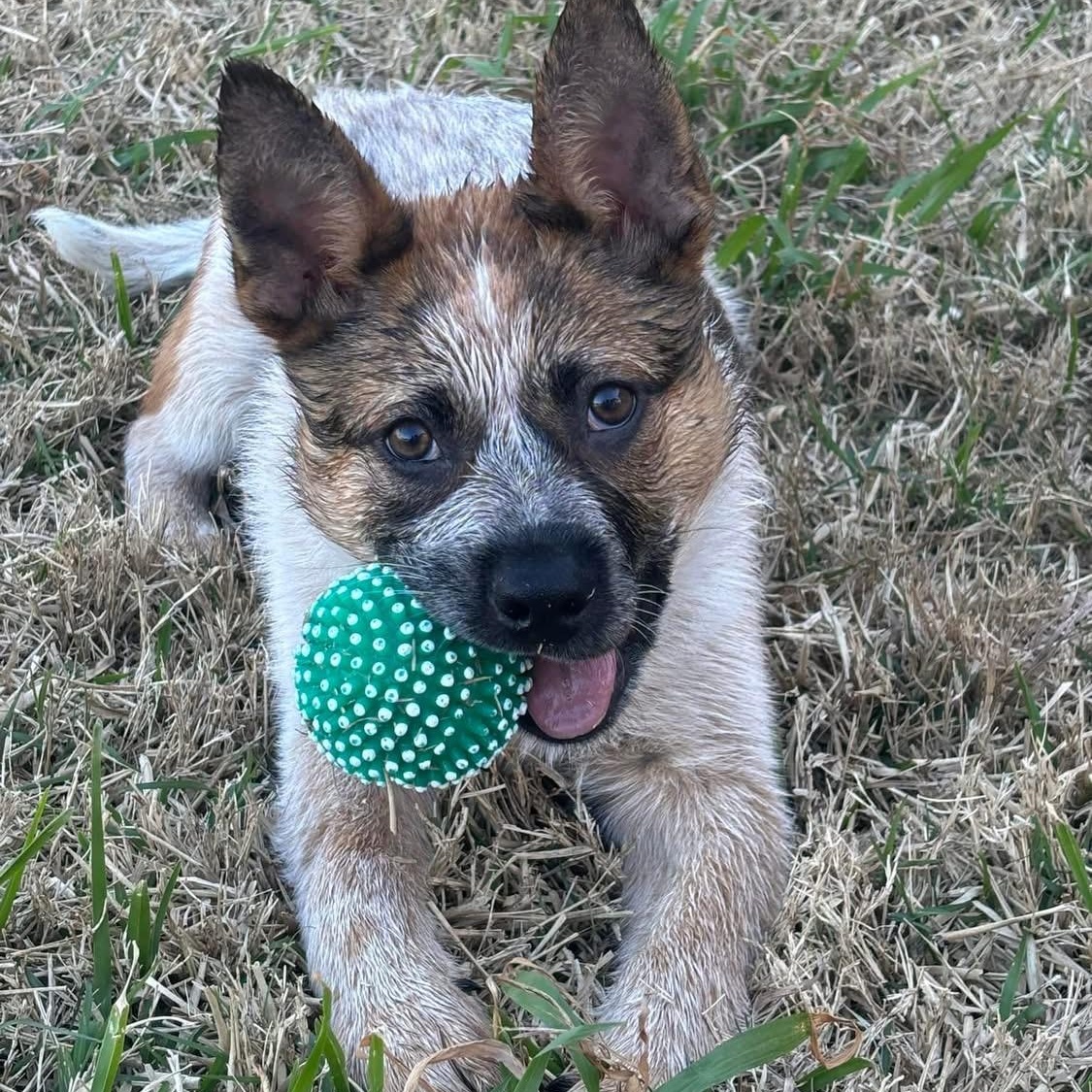 Enlarge Copper, a Adopted Australian Cattle Dog / Blue Heeler in Bryan, TX image 3/4