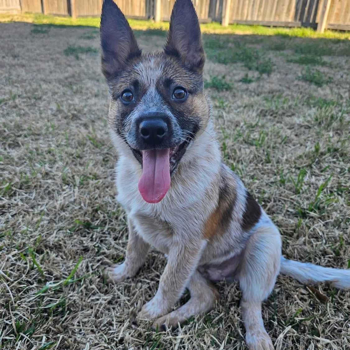 Enlarge Copper, a Adopted Australian Cattle Dog / Blue Heeler in Bryan, TX image 2/4