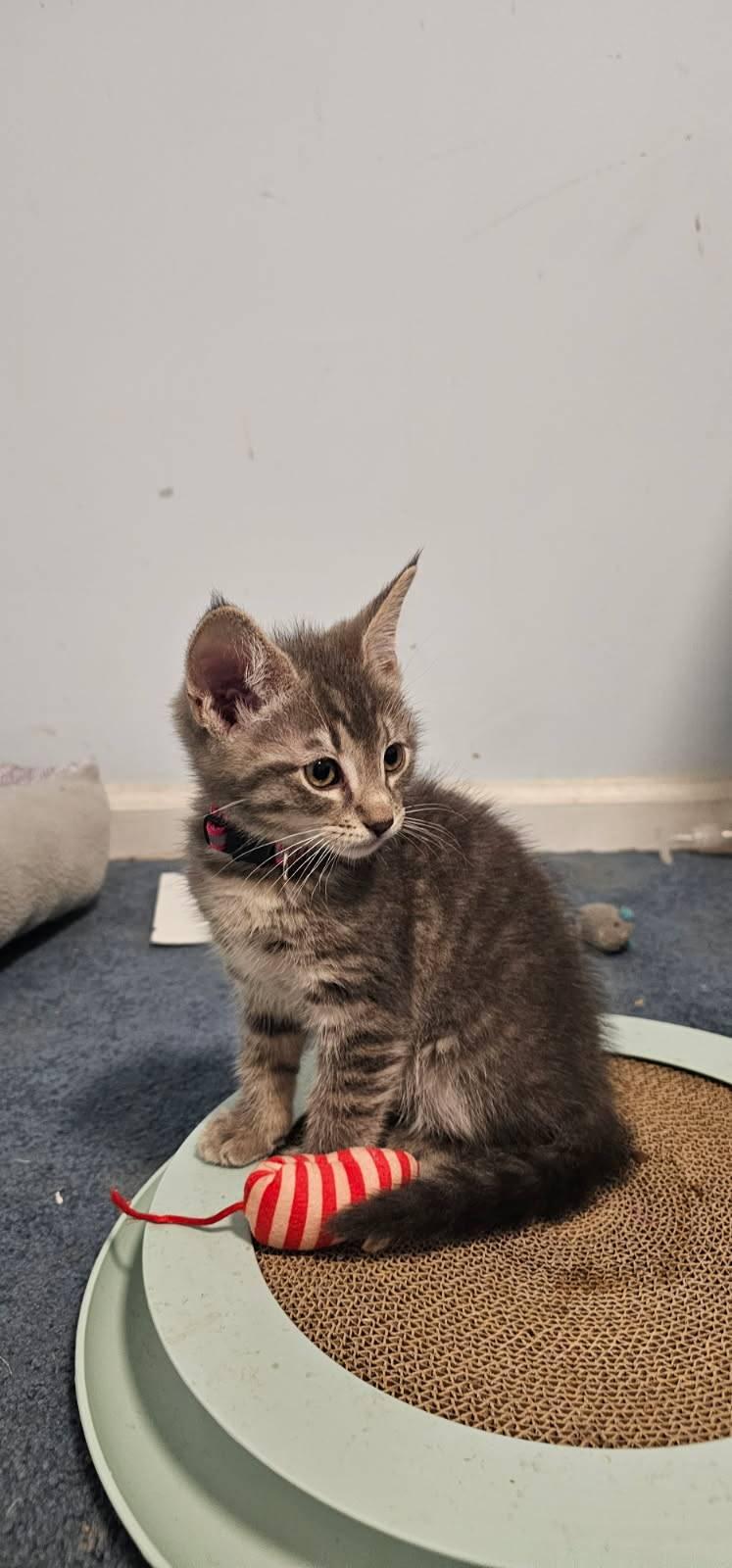 Marshall (FCID# 05/18/2026 - 80 Brandywine PS) KC, Adoptable, Kitten Male Tabby.
