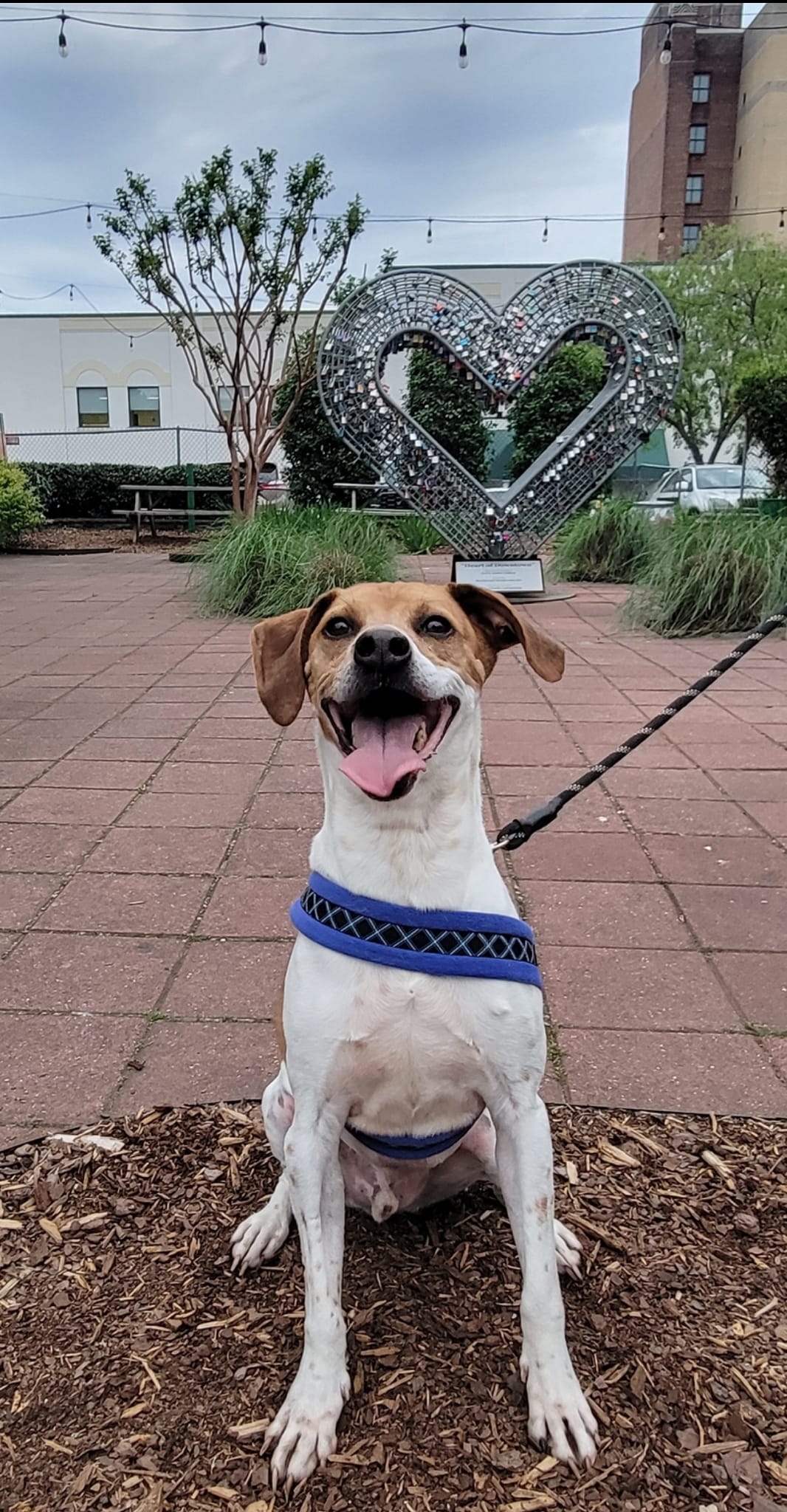 Cyclone, an adoptable Beagle in Burlington, NC, 27216 | Photo Image 1