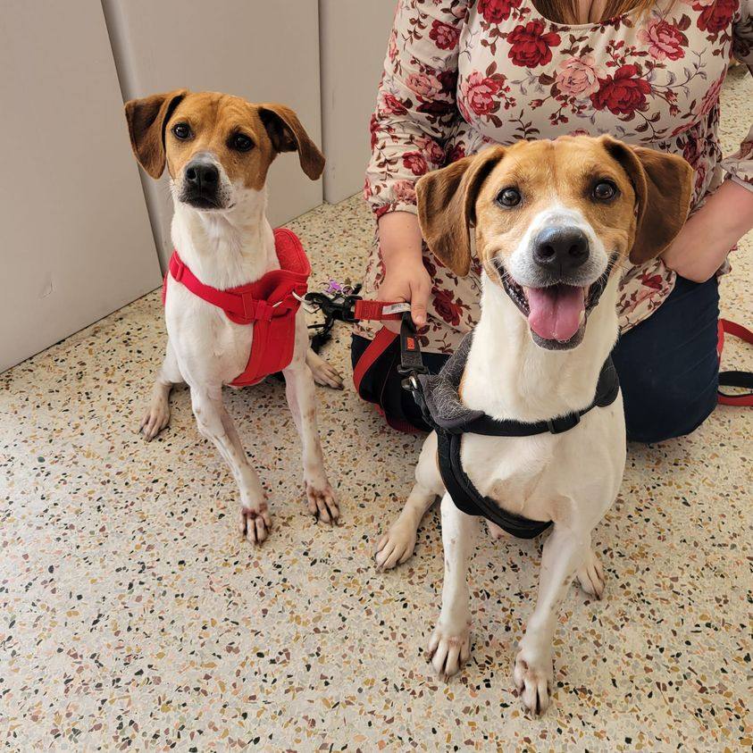 Cyclone, an adoptable Beagle in Burlington, NC, 27216 | Photo Image 4