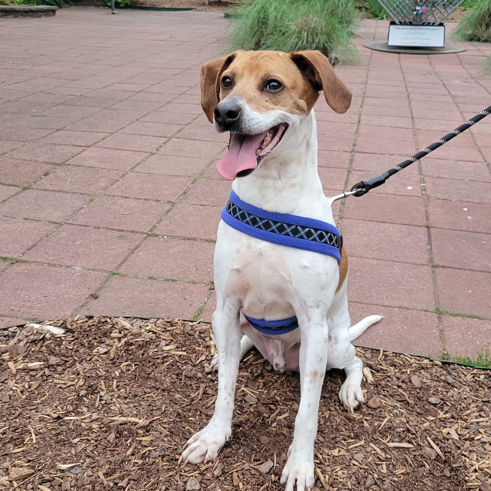 Cyclone, an adoptable Beagle in Burlington, NC, 27216 | Photo Image 2