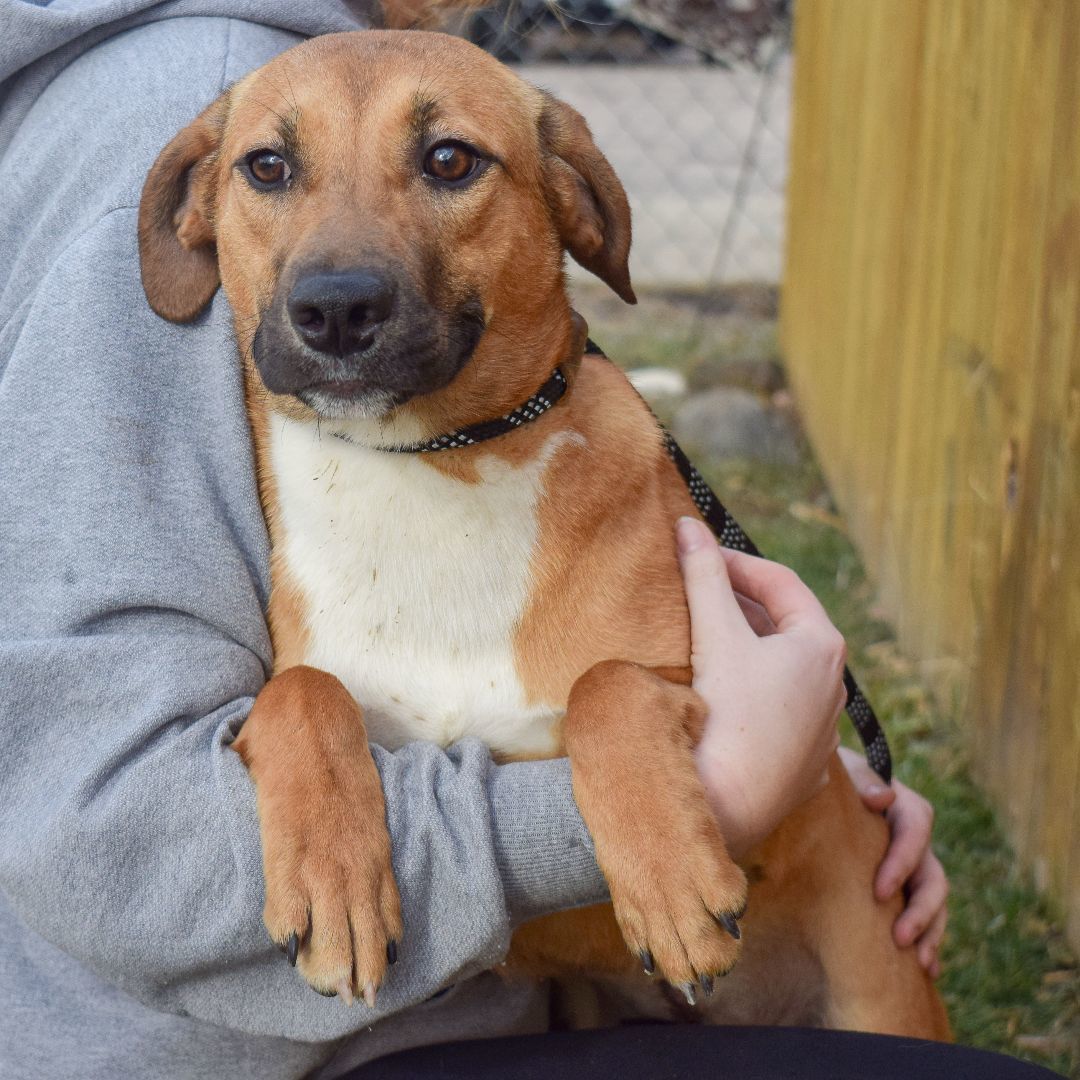Dog for adoption Tulip, a Shetland Sheepdog / Sheltie & Yellow