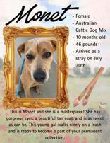 Enlarge Monet, a Adoptable Mixed Breed in Denton, TX image 2/2