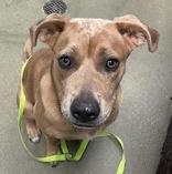 Enlarge Monet, a Adoptable Mixed Breed in Denton, TX image 1/2