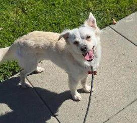 Ernie, Adoptable, Adult Male Chihuahua & Terrier.