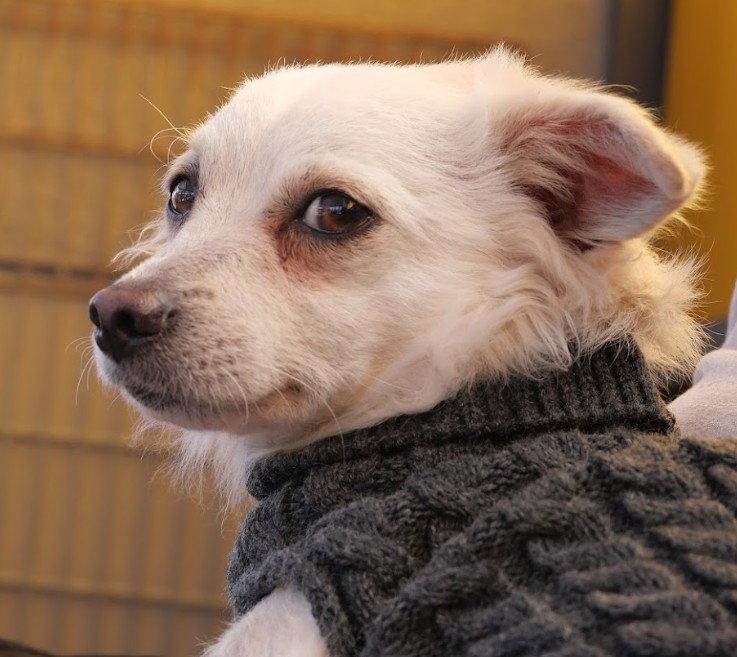Ernie, Adoptable, Adult Male Chihuahua & Terrier.