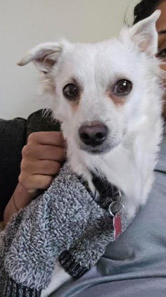Ernie, Adoptable, Adult Male Chihuahua & Terrier.