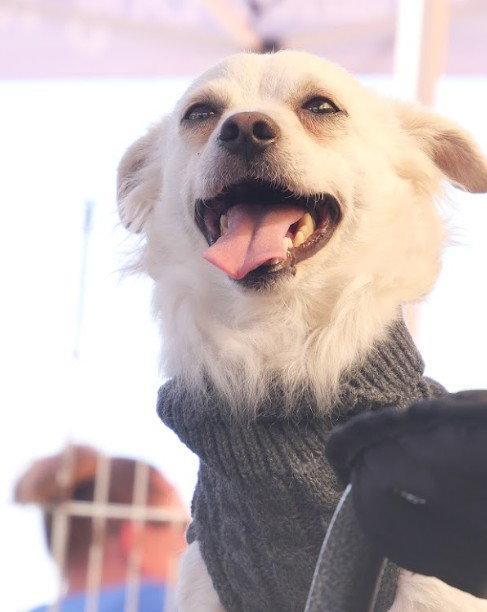 Enlarge Ernie, a Adoptable mixed breed in San Diego, CA image 2/3