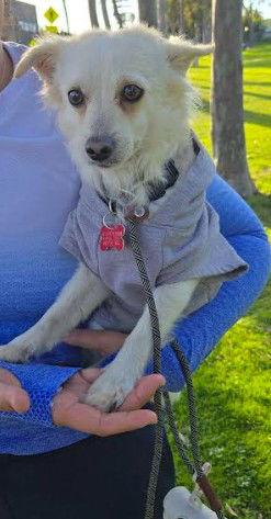 Enlarge Ernie, a Adoptable mixed breed in San Diego, CA image 3/3