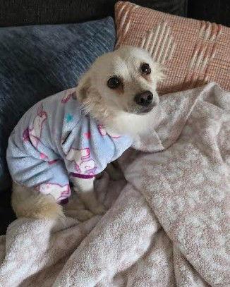 Ernie, a Adoptable mixed breed in San Diego, CA image 3/3