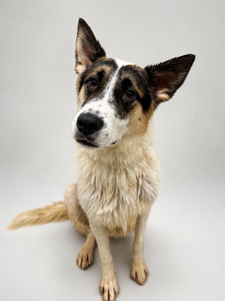 Enlarge Pumbaa, a Adoptable mixed breed in Chuckey, TN image 1/3