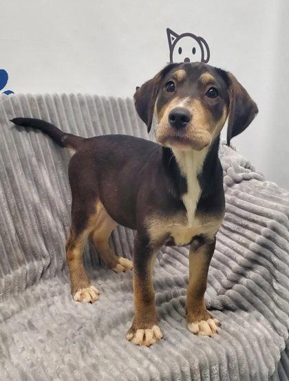 Oak (7100), Adopted, Puppy Female Labrador Retriever.