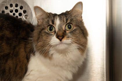 Miley, a Adoptable Domestic Medium Hair in Toronto, ON image 2/4