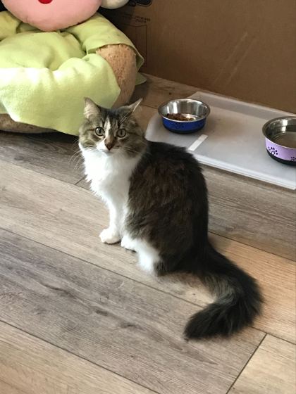 Miley, a Adoptable Domestic Medium Hair in Toronto, ON image 4/4