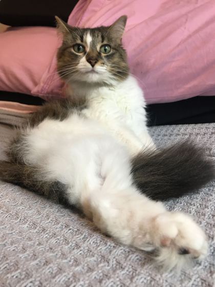 Miley, Adoptable, Adult Female Domestic Medium Hair.