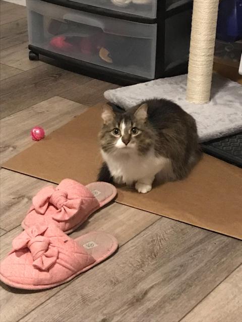 Miley, a Adoptable Domestic Medium Hair in Toronto, ON image 3/4