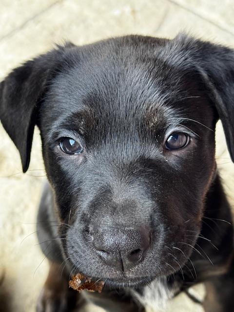 Bee Litter: Mason, Adopted, Young Male German Shepherd Dog.