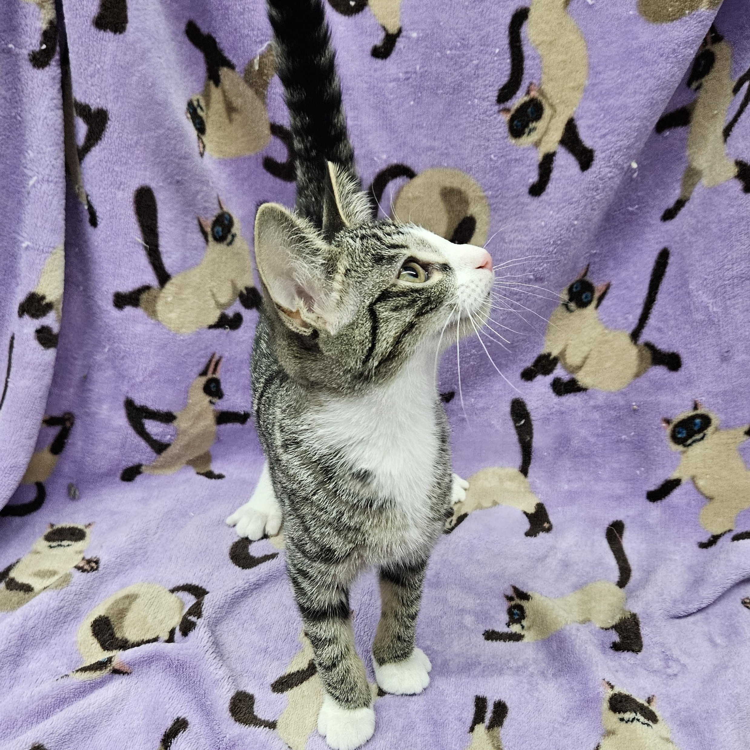 Sushi, a ADOPTABLE mixed breed in Antioch, IL image 1/6