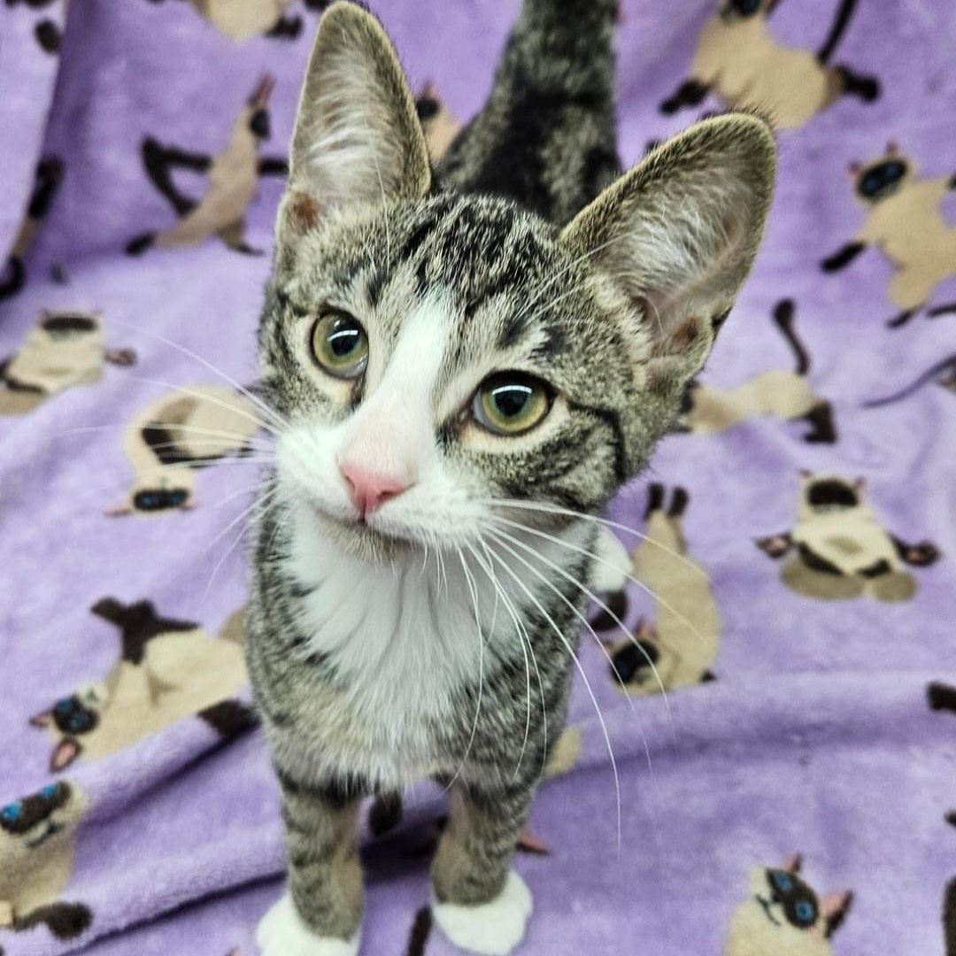 Sushi, a ADOPTABLE mixed breed in Antioch, IL image 3/6