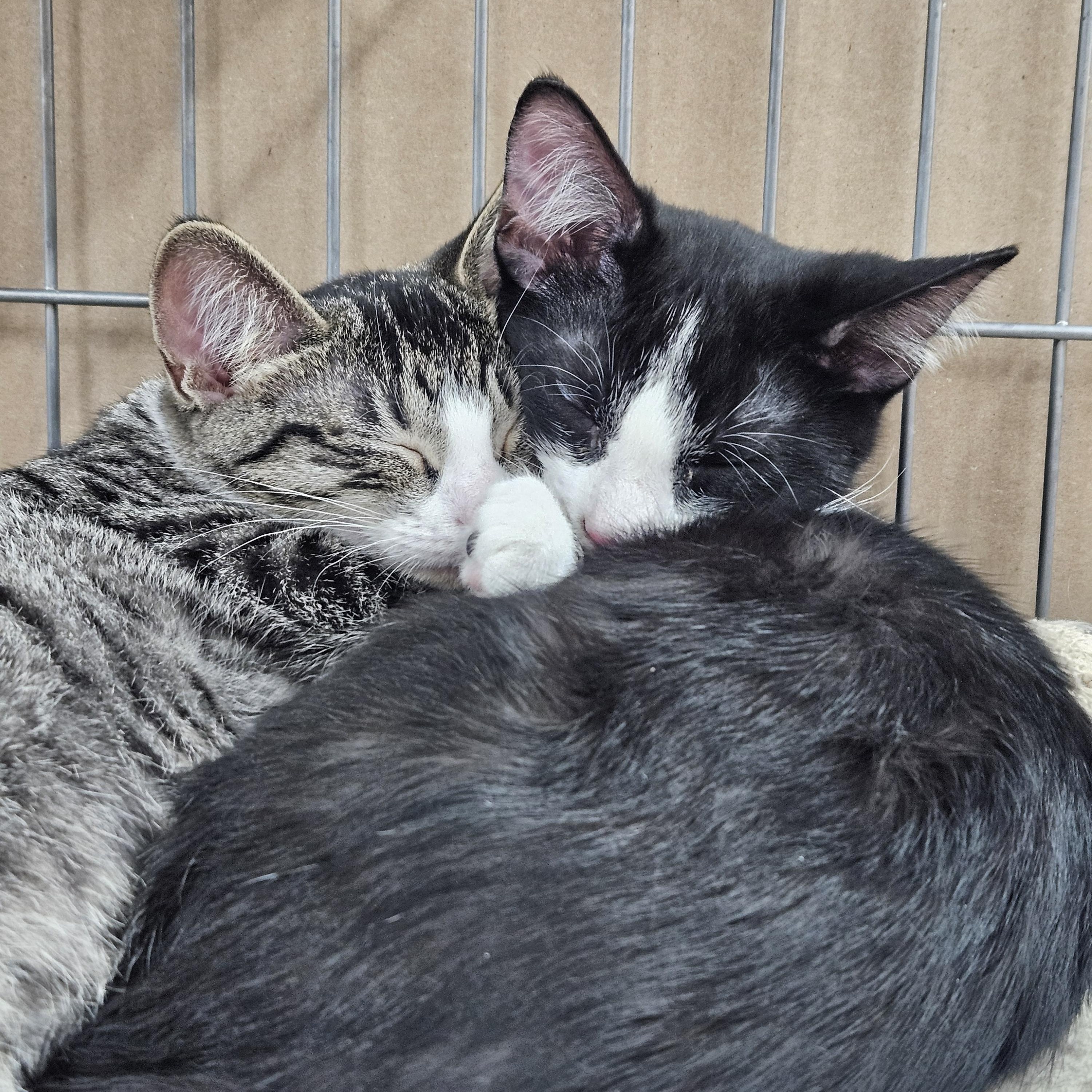 Sushi, a ADOPTABLE mixed breed in Antioch, IL image 2/6