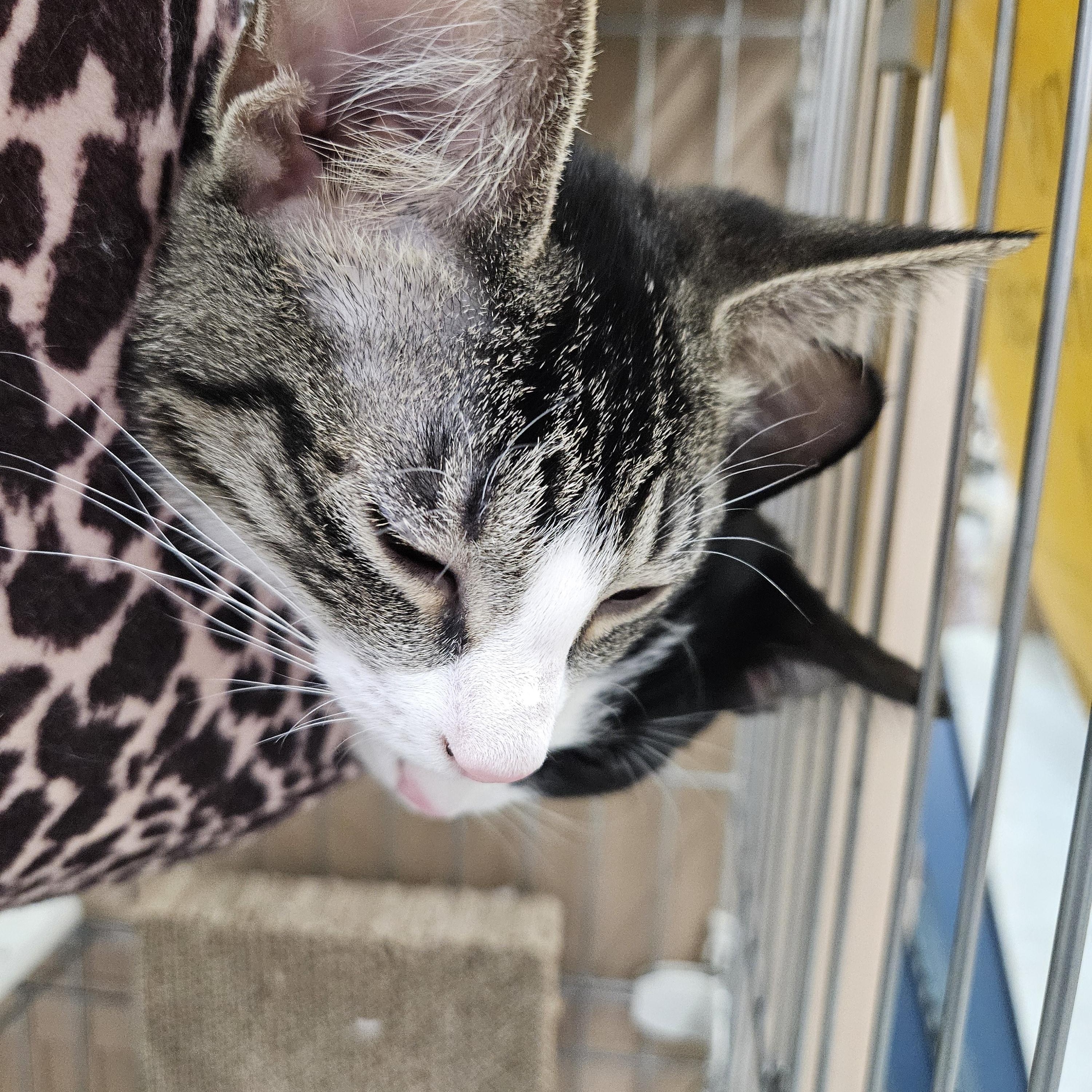 Sushi, a ADOPTABLE mixed breed in Antioch, IL image 6/6