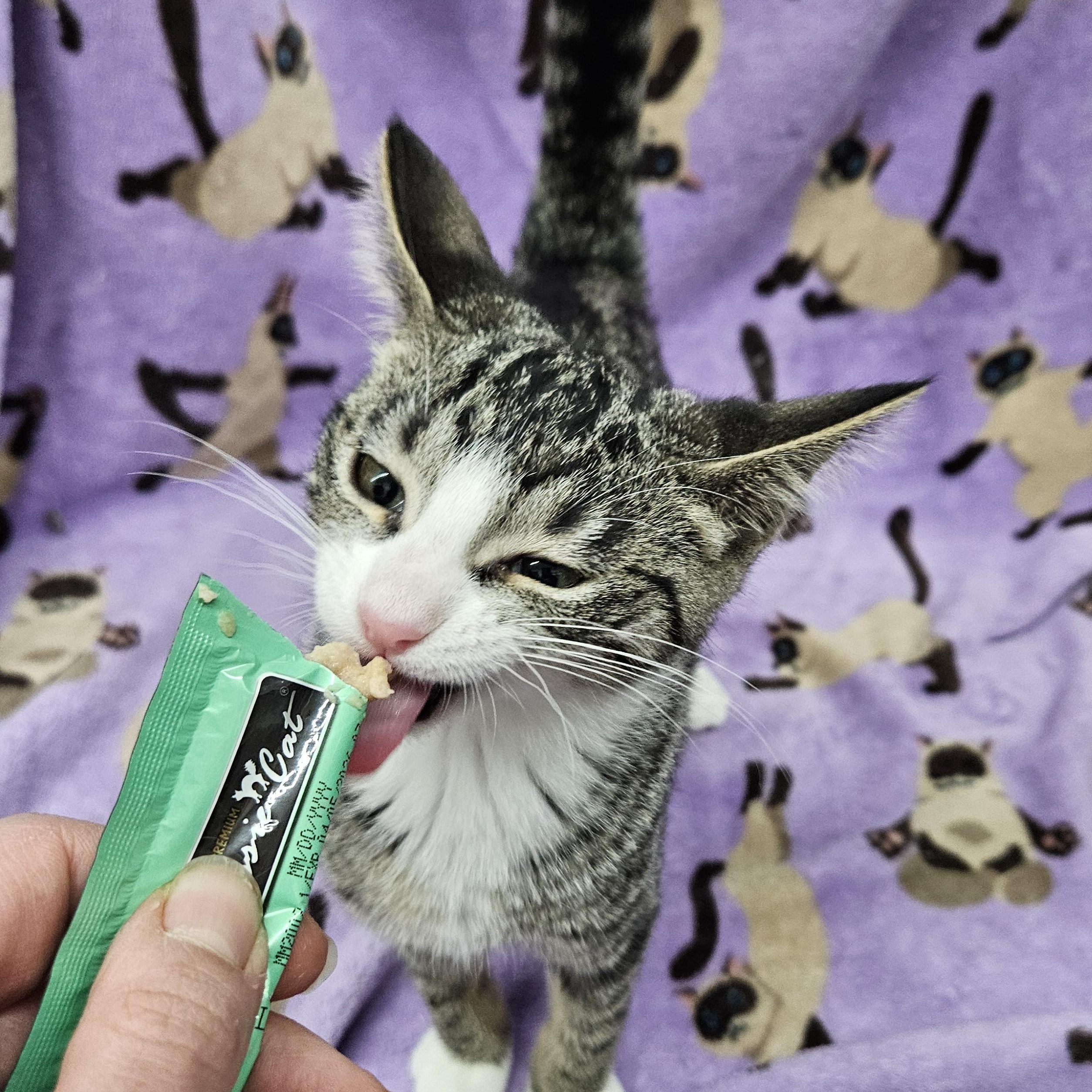 Sushi, a ADOPTABLE mixed breed in Antioch, IL image 4/6