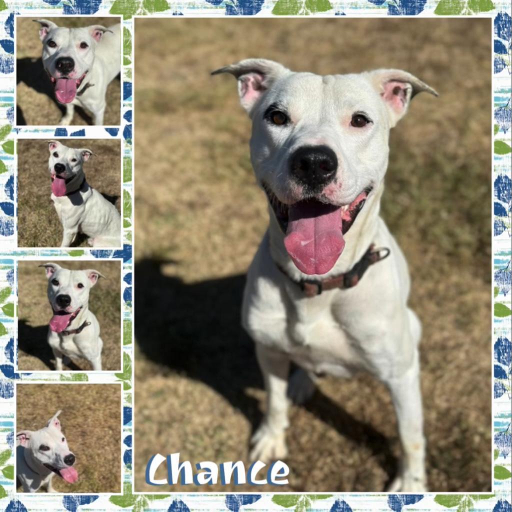 Enlarge Chance, a Adoptable Pit Bull Terrier in Fort Smith, AR image 1/5