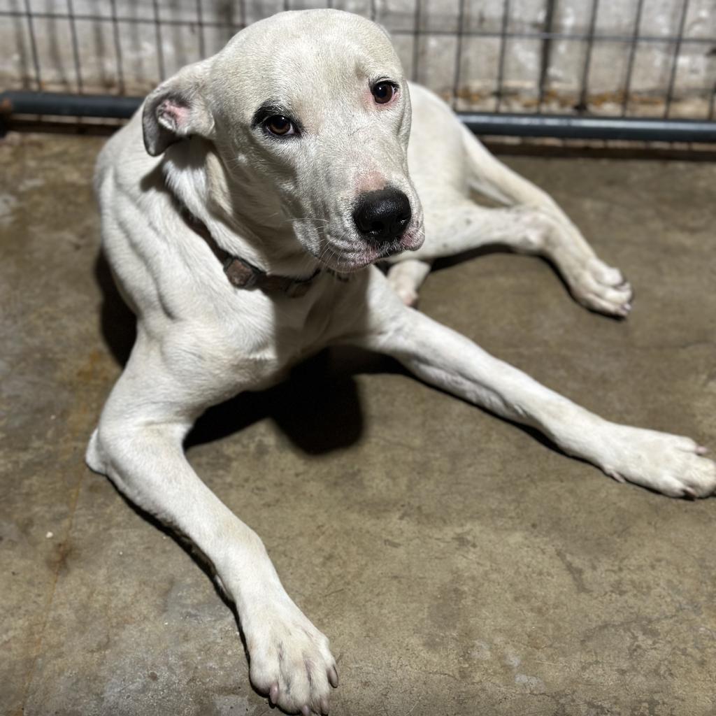 Enlarge Chance, a Adoptable Pit Bull Terrier in Fort Smith, AR image 2/5