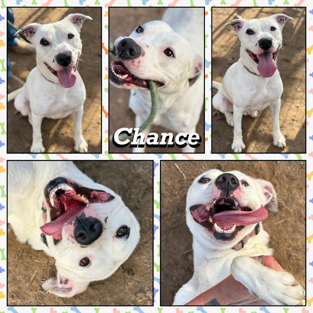 Enlarge Chance, a Adoptable Pit Bull Terrier in Fort Smith, AR image 3/5