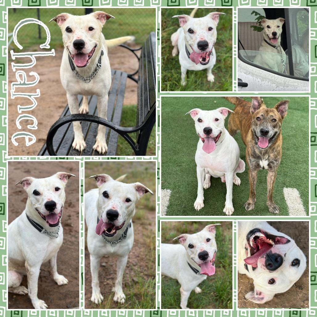 Enlarge Chance, a Adoptable Pit Bull Terrier in Fort Smith, AR image 4/5