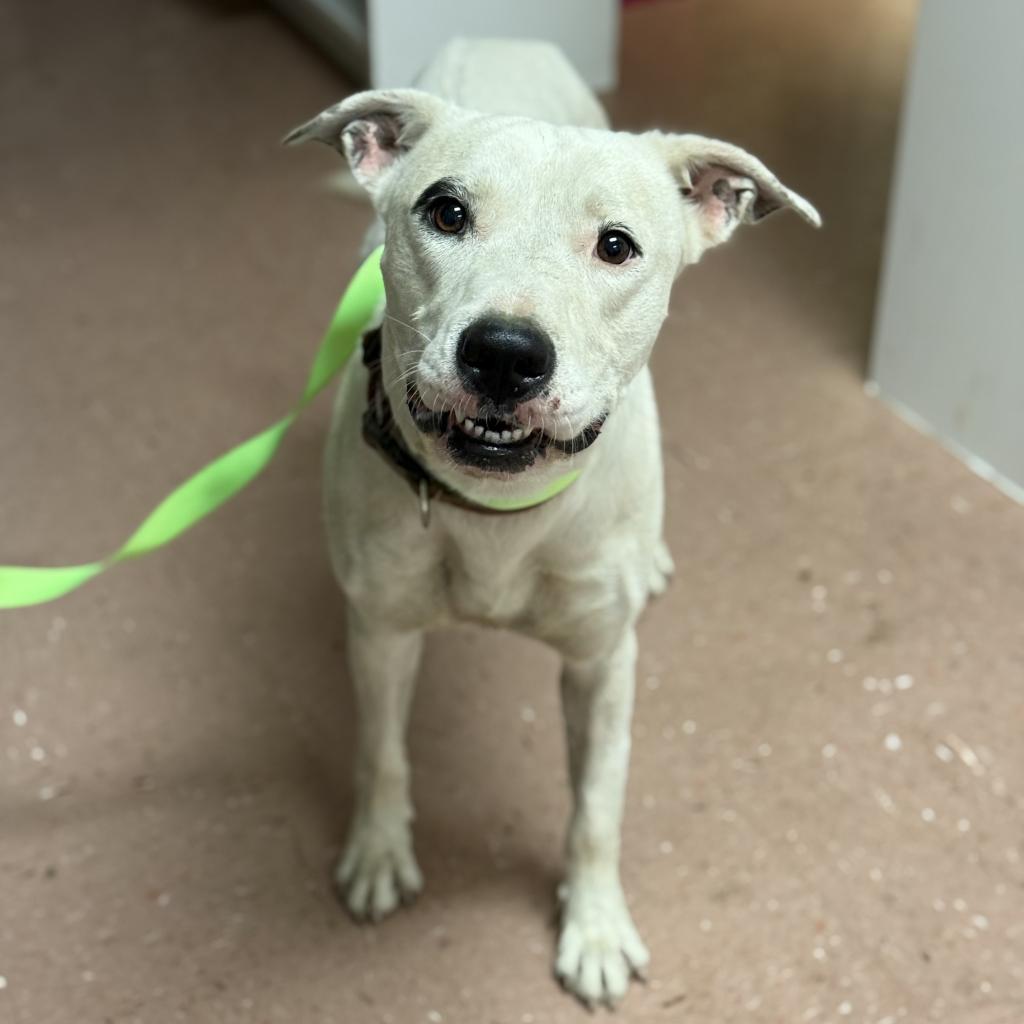 Enlarge Chance, a Adoptable Pit Bull Terrier in Fort Smith, AR image 5/5