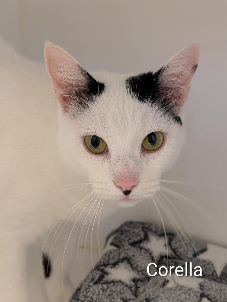 Enlarge Corella, a Adoptable mixed breed in Greenfield, IN image 1/6