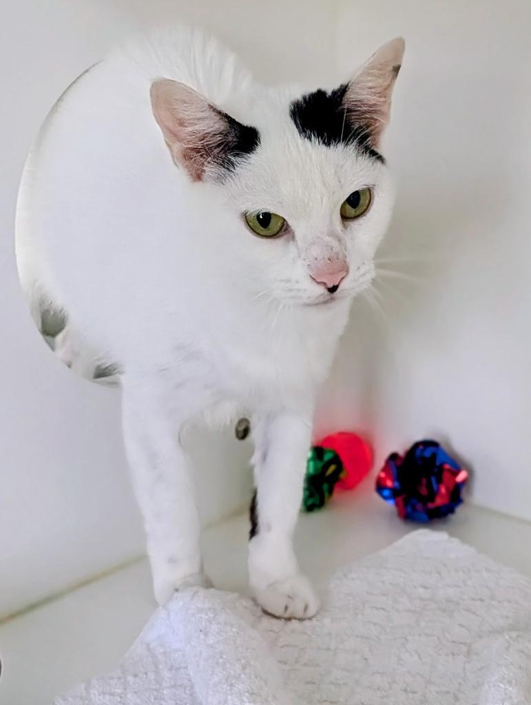Corella, Adoptable, Adult Female Domestic Short Hair.
