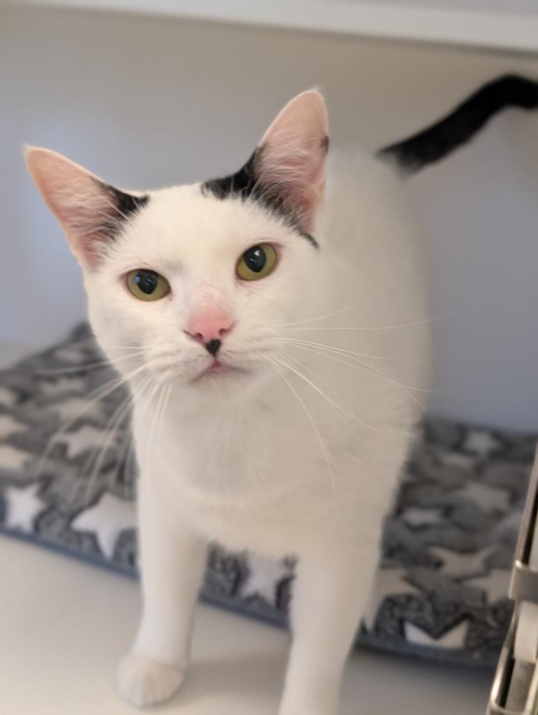 Enlarge Corella, a Adoptable mixed breed in Greenfield, IN image 3/6