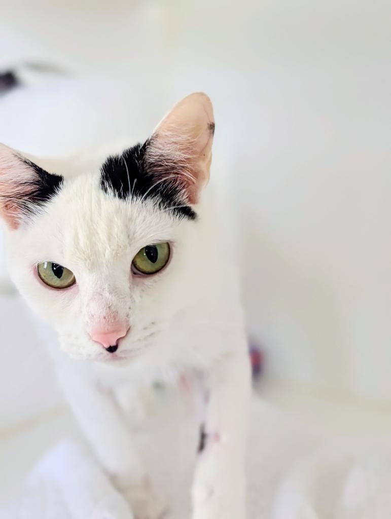 Corella, a Adoptable mixed breed in Greenfield, IN image 2/4