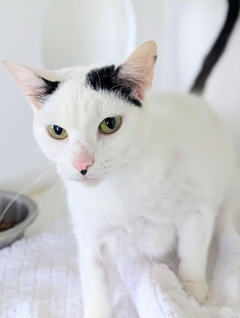 Corella, a Adoptable mixed breed in Greenfield, IN image 3/4