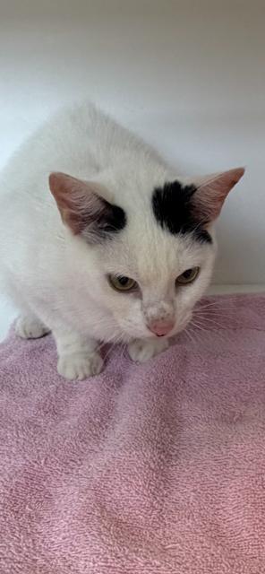 Corella, a Adoptable mixed breed in Greenfield, IN image 4/4