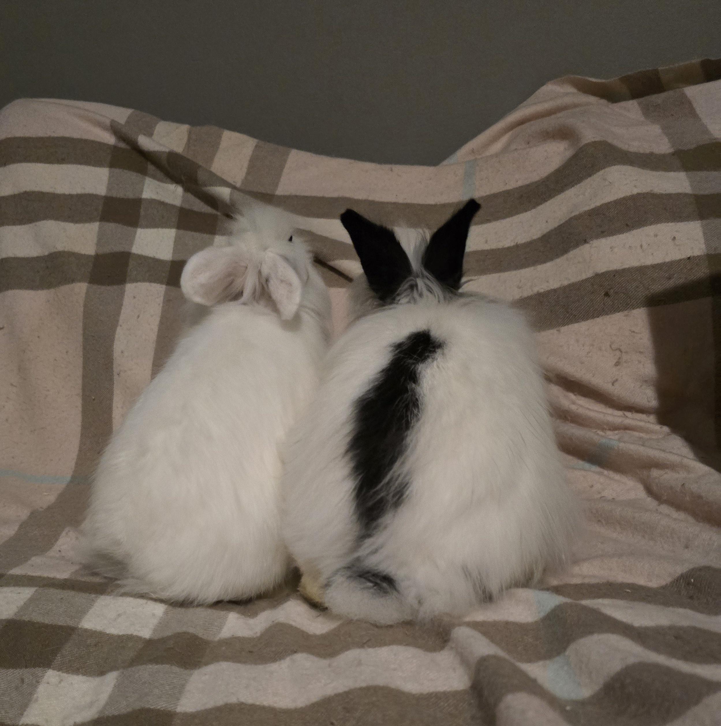 Cordelia and Eleanor, a ADOPTABLE mixed breed in Knoxville, TN image 3/3