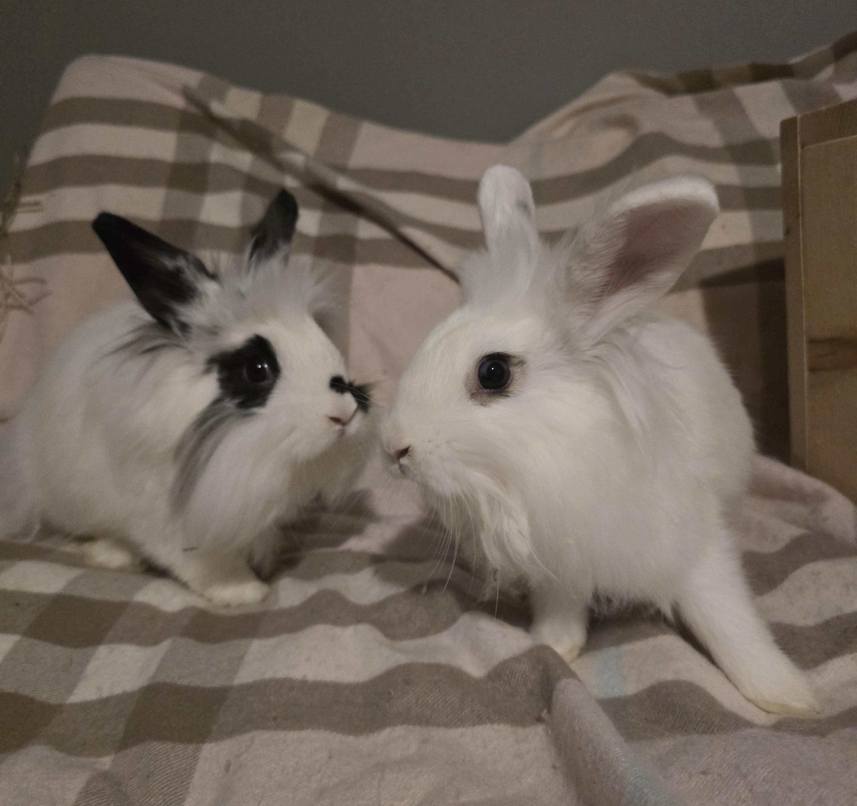 Cordelia and Eleanor, a ADOPTABLE mixed breed in Knoxville, TN image 1/3