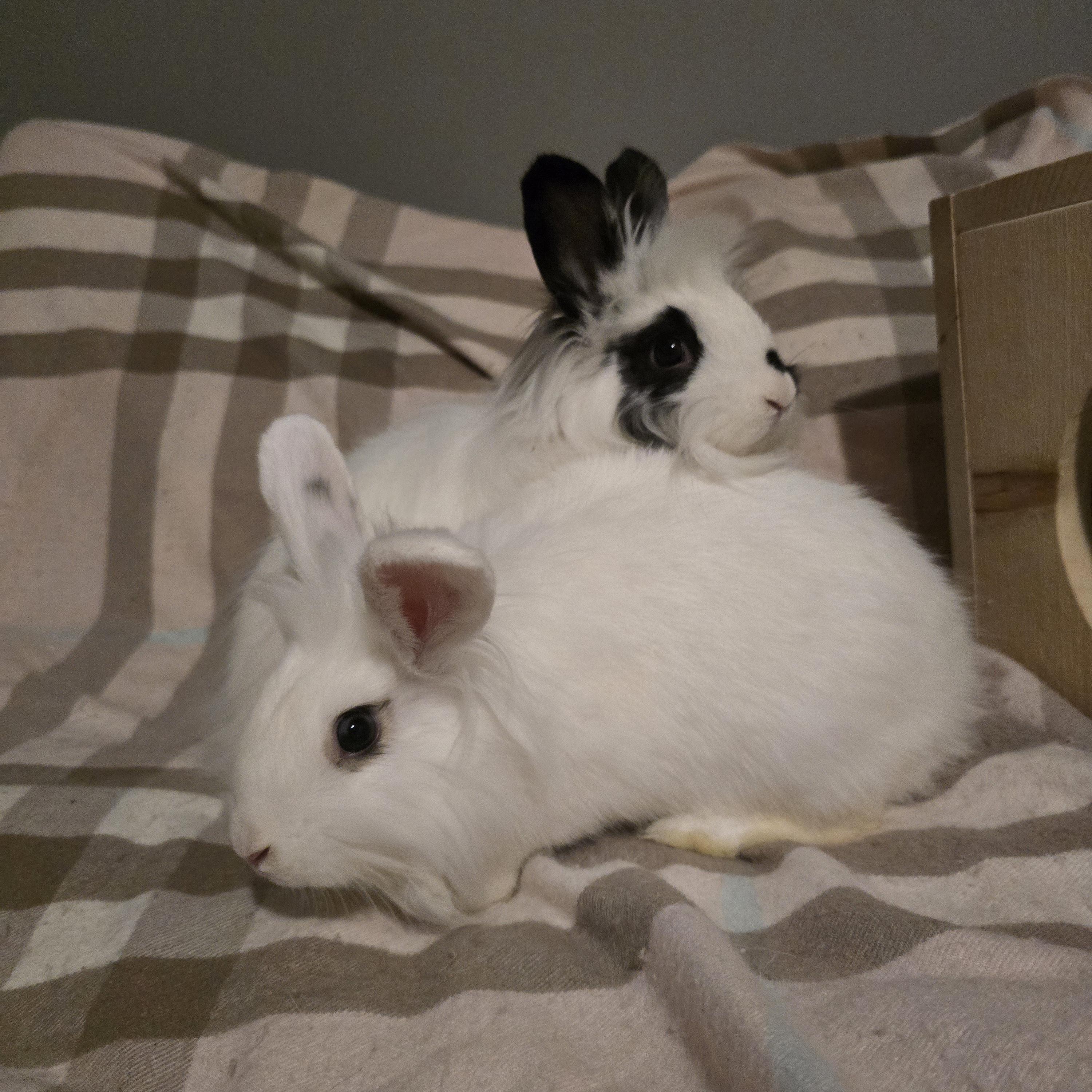Cordelia and Eleanor, a ADOPTABLE mixed breed in Knoxville, TN image 2/3